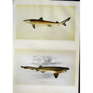   C1990 Fish Great White Shark Six Gilled Dance Swinney