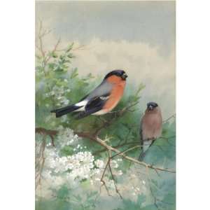   Thorburn   24 x 24 inches   A Pair Of Bullfinches: Home & Kitchen