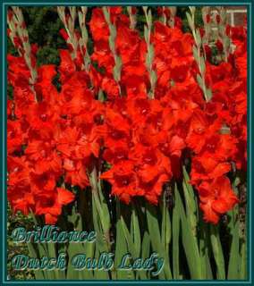 Below all my Gladioli Species, Enjoy and do not forget to read the 