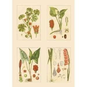  Miniature Botanicals IV by Strum Strum Flora. Size 12.50 X 