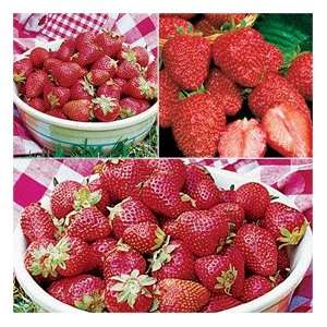    Junebearing Strawberries All Star 50 plants: Patio, Lawn & Garden