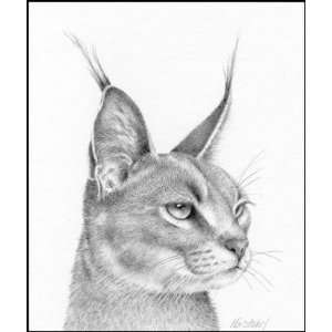  Peter Hildick   Caracal