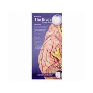 Anatomy of the Brain Pocket Study Guide   2nd Edition  
