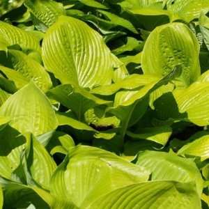  Hosta Sum and Substance Bare Root