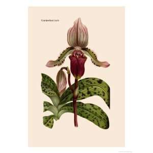 Orchid Cypripedium Lucie Botanical Giclee Poster Print by William 