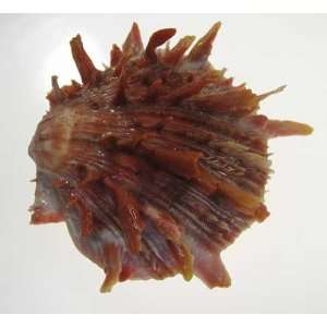  Spiny Thorny Oyster 4 Red Orange Rare Specimen 