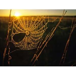 Spider Web at Sunrise, Fort Niobrara National Wildlife Refuge 