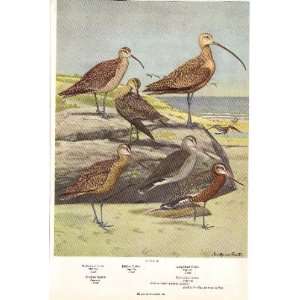   Birds) Curlew, Godwit, Yellow legs, Sandpiper,