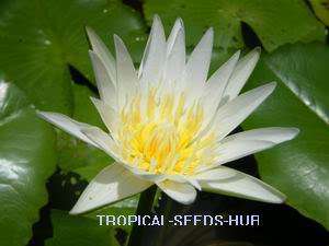 500 Seeds white day bloomer Water Lily/Nympheae/Lotus  