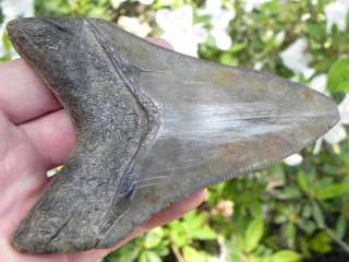 Megalodon Shark Tooth Teeth Fossil UNBELIEVABLY SHARP!!  