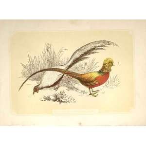  Golden & Silver Pheasant 1860 Coloured Engraving Birds 