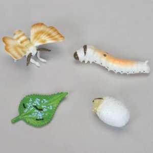 Silkworm Lie Cycle Model Set:  Industrial & Scientific