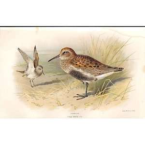    Dunlin Lilfords Birds 1885 97 By A Thorburn