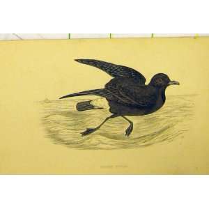  C1880 Hand Coloured Stormy Petrel Bird Natural History 