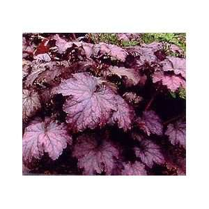  CORAL BELLS AMETHYST MIST / 1 gallon Potted Patio, Lawn 