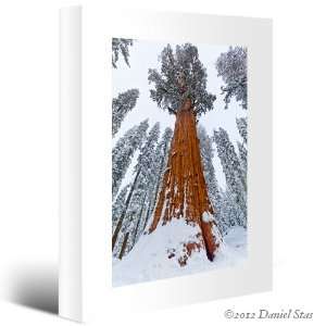  SEQUOIAS GIANT TREE Winter Snow Landscape CANVAS PICTURE 