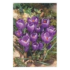   Purple Dutch Remembrance Crocus Flower Bulbs: Patio, Lawn & Garden