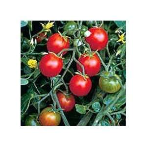   Peacevine Tomato Plant   Nervous System Sedative Patio, Lawn & Garden