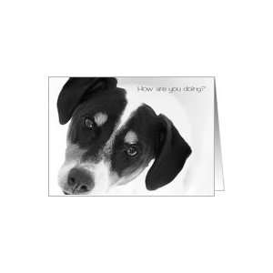 Just To Say Hi, Greeting Card   Cute Jack Russell Terrier 