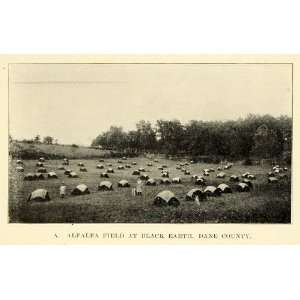  1913 Print Alfalfa Field Black Earth Dane County Wisconsin 