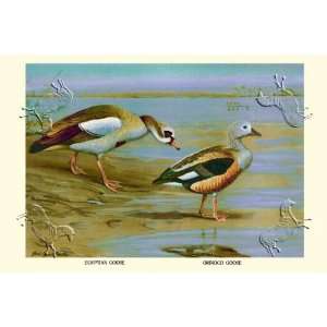  Egyptian and Orinoco Goose by Louis Agassiz Fuertes. Size 