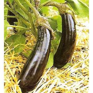 Violette Longue Hative Eggplant Seeds 