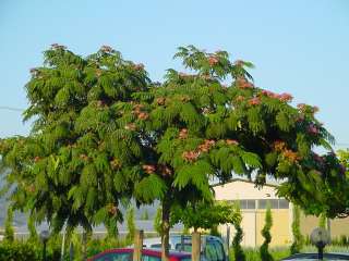 MIMOSA / HARDY SILK TREE Albizia Julibrissin Rosea   30+ seeds  