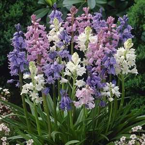  Wood Hyacinth Bulbs Mix Patio, Lawn & Garden