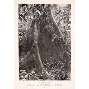 1912 Halftone Print  Matamata Tree Flora Jungle Buttress Giant 