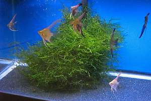 Healthy live green java moss aquarium plant raising fry angelfish 