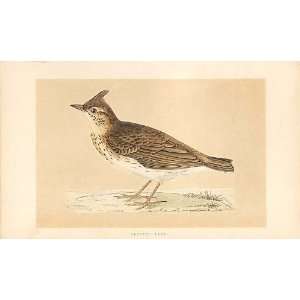  Crested Lark British Birds 1St Ed Morris 1851