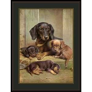  Picture Print Dachshund Puppy Dog Art: Everything Else