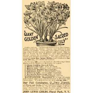  1897 Ad Giant Golden Sacred Lily Flower John Childs 