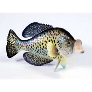  Handpainted Crappie Statue Game Fish Replica 15 Small Dot 