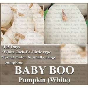 com 20 RARE BABY BOO Pumpkin seeds ~SMOOTH SMALL WHITE Jack Be Little 