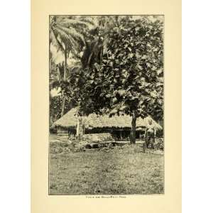 1904 Print Samoa Samoan Home Architecture Natives Bread Fruit Tree 