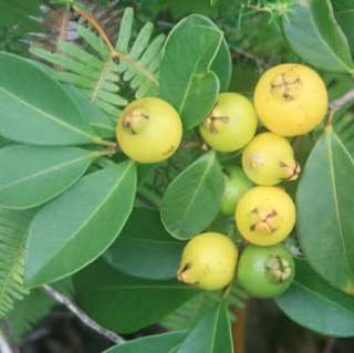 LIVE YELLOW LEMON Guava FRUIT TREE Seedling Plant  