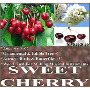  1 LB (2,000+) Sweet Mazzard Cherry Tree Seeds Prunus avium 