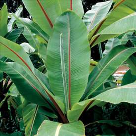 Ensete Ventricosum Musa Banana Tree Live Plant  