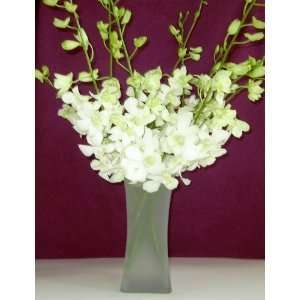 Fresh Flowers White Dendrobium Orchids Grocery & Gourmet Food