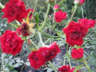 Red Casecade Rose Bush, dark red flowers  