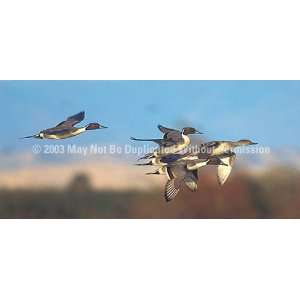  Window Graphic   30x65 Northern Pintail