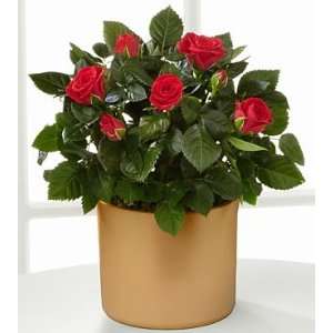 Sheer Elegance Mini Rose Plant   4.5  Grocery & Gourmet 