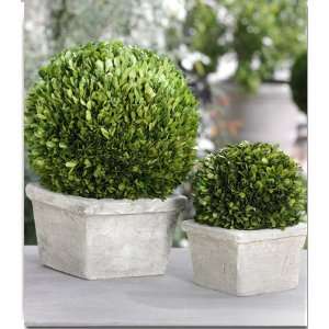   CH 2293 Single Ball Boxwood Topiary in Square Pot