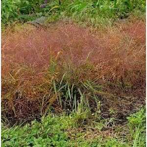  100 RUBY SILK LOVEGRASS Ornamental Love Grass Eragrostis 