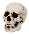 Homosapiens Skull Head Statue Figurine Skeleton Evolution Human Race