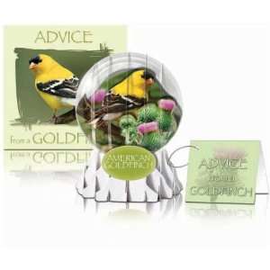  Goldfinch Wingtip Card (set of 6) (Optics, Cameras, Bird 