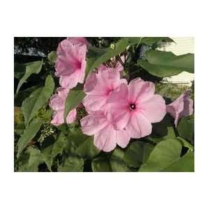  Morning Glory Tree Stuning Blooms2 Seeds Patio, Lawn & Garden