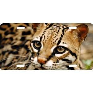 com Rikki KnightTM Baby Tiger Cub Close up Cool Novelty License Plate 