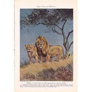  1943 African Lion   King of Cats and His Court   Vintage 